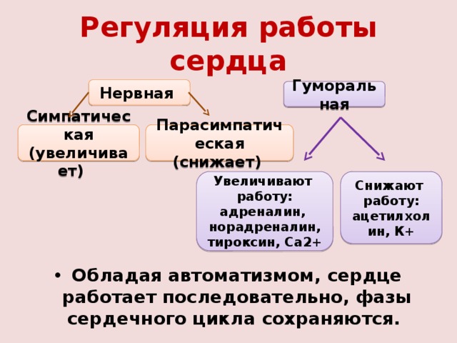 Регуляция работы сердца Нервная Гуморальная Парасимпатическая Симпатическая (увеличивает) (снижает) Увеличивают работу: адреналин, Снижают работу: норадреналин, тироксин, Са2+ ацетилхолин, К+ Обладая автоматизмом, сердце работает последовательно, фазы сердечного цикла сохраняются. 