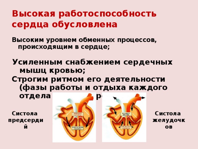 Высокая работоспособность сердца обусловлена Высоким уровнем обменных процессов, происходящим в сердце; Усиленным снабжением сердечных мышц кровью; Строгим ритмом его деятельности (фазы работы и отдыха каждого отдела строго чередуются) Систола  предсердий Систола  желудочков 