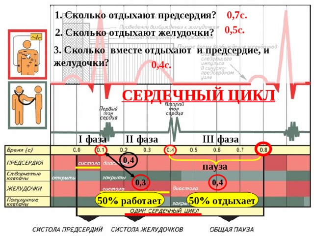 0,7с. 1. Сколько отдыхают предсердия? 0,5с. 2. Сколько отдыхают желудочки? 3. Сколько вместе отдыхают и предсердие, и желудочки? 0,4с. СЕРДЕЧНЫЙ ЦИКЛ III фаза II фаза I фаза 0,4 пауза 0,3 0,4 50% работает 50% отдыхает 