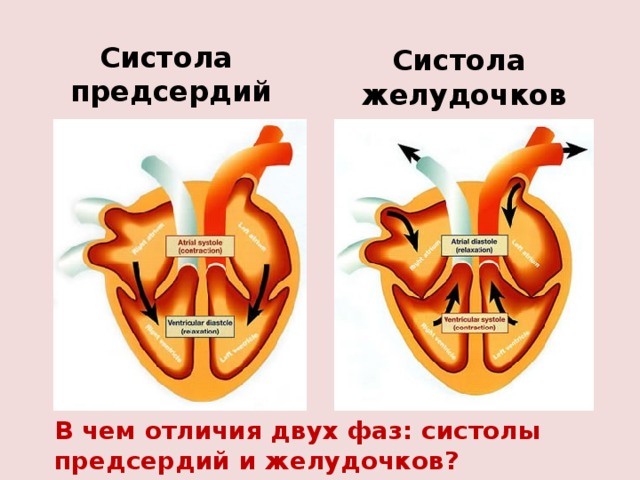 Систола  предсердий Систола желудочков В чем отличия двух фаз: систолы предсердий и желудочков? 