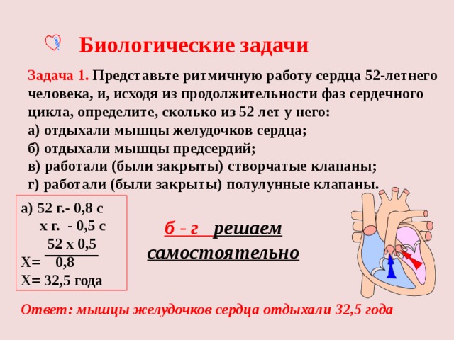 Биологические задачи Задача 1. Представьте ритмичную работу сердца 52-летнего человека, и, исходя из продолжительности фаз сердечного цикла, определите, сколько из 52 лет у него: а) отдыхали мышцы желудочков сердца; б) отдыхали мышцы предсердий; в) работали (были закрыты) створчатые клапаны; г) работали (были закрыты) полулунные клапаны. а) 52 г.- 0,8 с  х г. - 0,5 с  52 х 0,5 Х= 0,8 Х= 32,5 года б - г решаем самостоятельно Ответ: мышцы желудочков сердца отдыхали 32,5 года 
