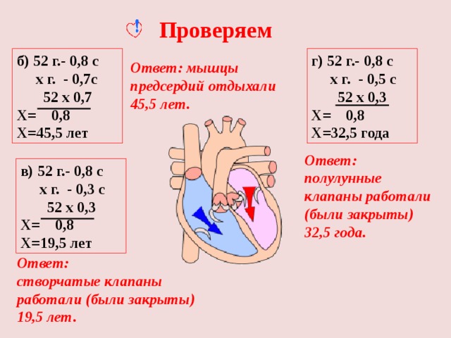 Проверяем б) 52 г.- 0,8 с г) 52 г.- 0,8 с  х г. - 0,7с  х г. - 0,5 с  52 х 0,3  52 х 0,7 Х= 0,8 Х= 0,8 Х=32,5 года Х=45,5 лет Ответ: мышцы предсердий отдыхали 45,5 лет. Ответ: полулунные клапаны работали (были закрыты) 32,5 года. в) 52 г.- 0,8 с  х г. - 0,3 с  52 х 0,3 Х= 0,8 Х=19,5 лет Ответ: створчатые клапаны работали (были закрыты) 19,5 лет. 