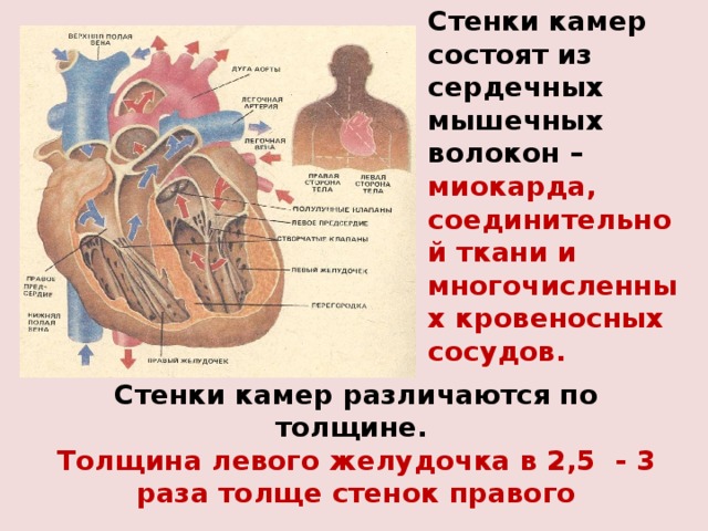 Стенки камер состоят из сердечных мышечных волокон – миокарда, соединительной ткани и многочисленных кровеносных сосудов. Стенки камер различаются по толщине.  Толщина  левого желудочка в 2,5 - 3 раза толще стенок правого 