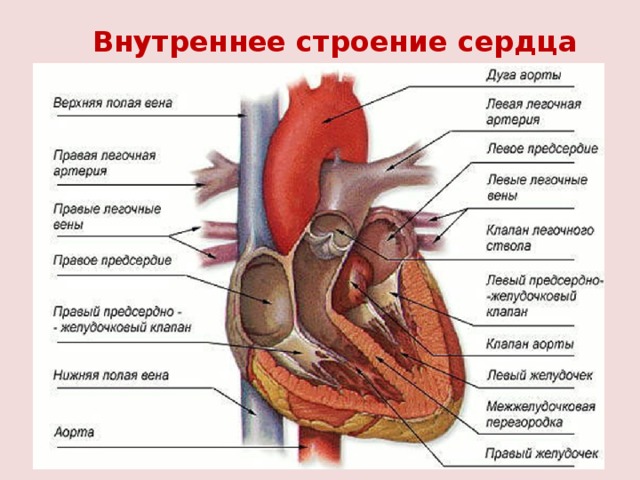 Внутреннее строение сердца 