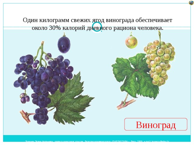 Один килограмм свежих ягод винограда обеспечивает  около 30% калорий дневного рациона человека. Виноград 
