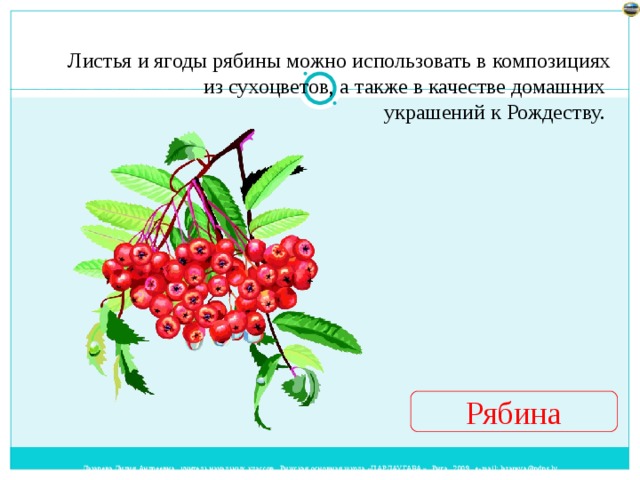 Листья и ягоды рябины можно использовать в композициях  из сухоцветов, а также в качестве домашних украшений к Рождеству. Рябина 