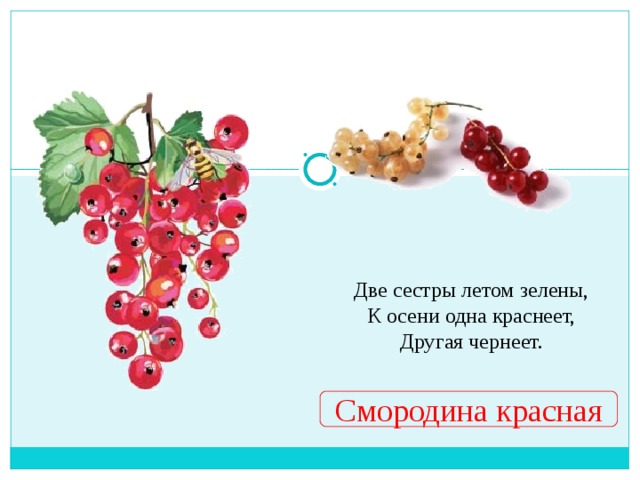 Две сестры летом зелены,  К осени одна краснеет,  Другая чернеет.   Смородина красная 