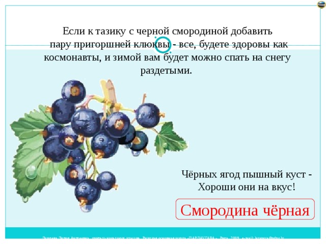 Если к тазику с черной смородиной добавить  пару пригоршней клюквы - все, будете здоровы как космонавты, и зимой вам будет можно спать на снегу раздетыми. Чёрных ягод пышный куст -  Хороши они на вкус! Смородина чёрная 