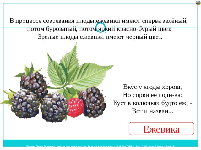 В процессе созревания плоды ежевики имеют сперва зелёный, потом буроватый, потом яркий красно-бурый цвет.  Зрелые плоды ежевики имеют чёрный цвет. Вкус у ягоды хорош,  Но сорви ее поди-ка:  Куст в колючках будто еж, -  Вот и назван...   Ежевика 