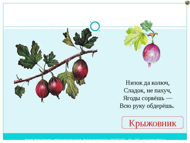 Низок да колюч,  Сладок, не пахуч,  Ягоды сорвёшь —  Всю руку обдерёшь. Крыжовник 