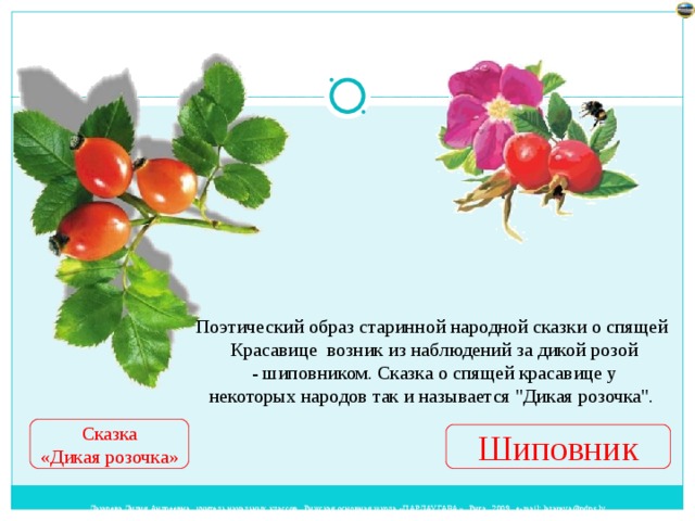 Поэтический образ старинной народной сказки о спящей Красавице возник из наблюдений за дикой розой  - шиповником. Сказка о спящей красавице у некоторых народов так и называется 