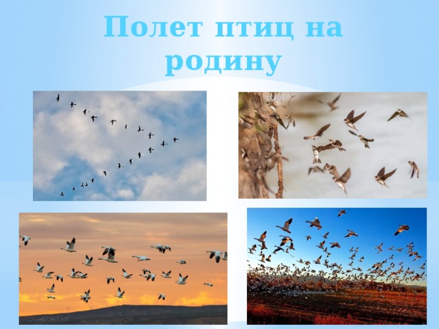Полет птиц на родину 