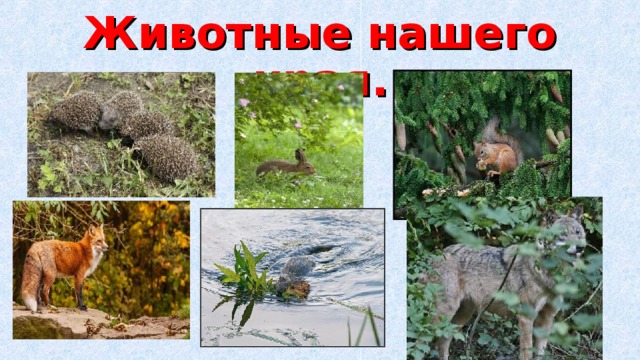 Животные нашего края. 