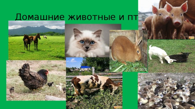 Домашние животные и птицы 