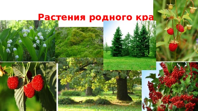 Растения родного края 