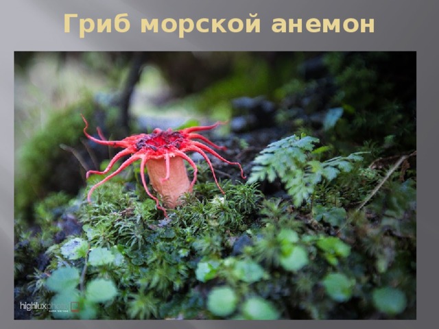 Гриб морской анемон