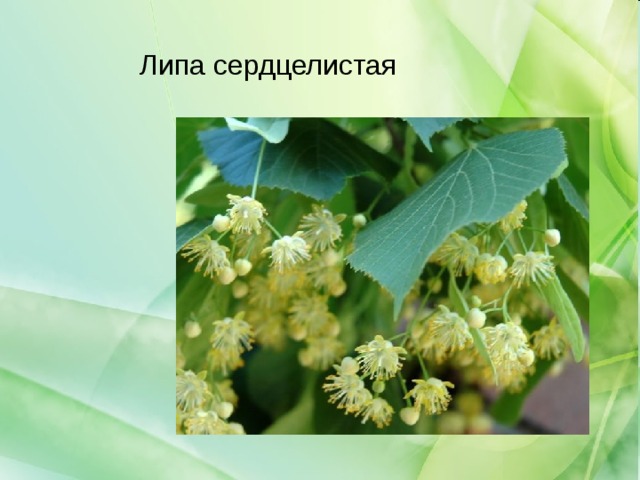 Липа сердцелистая 