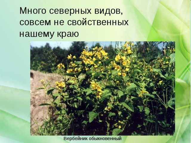 Много северных видов, совсем не свойственных нашему краю 