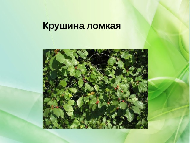 Крушина ломкая 