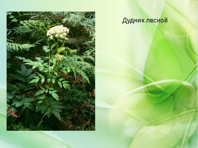 Дудник лесной 