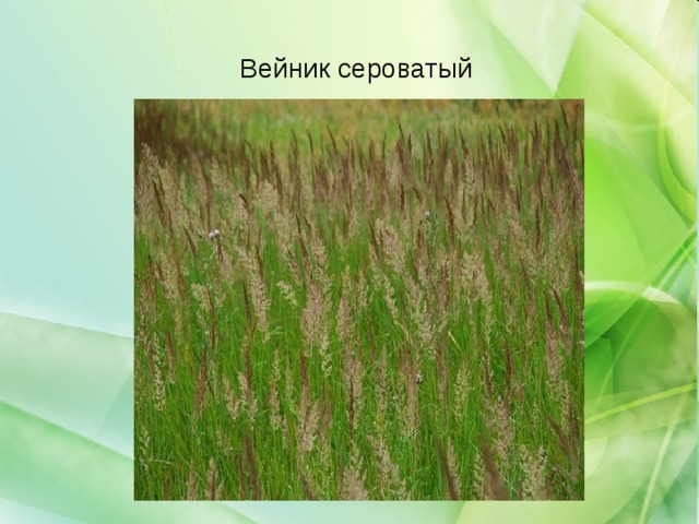 Вейник сероватый 