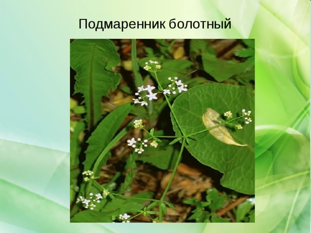 Подмаренник болотный 