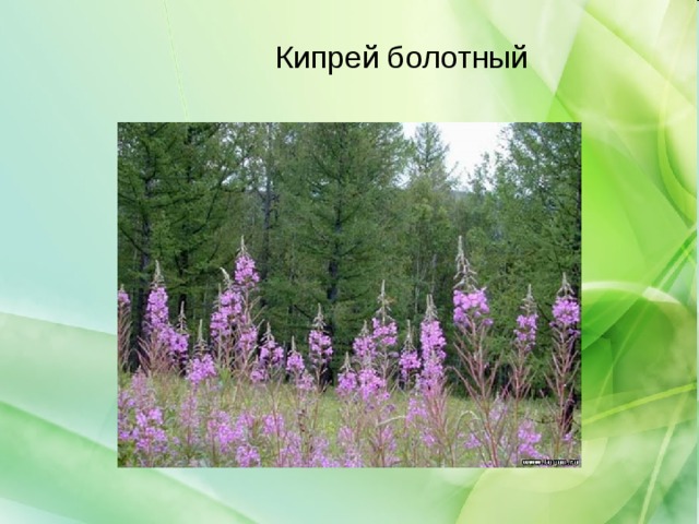 Кипрей болотный 