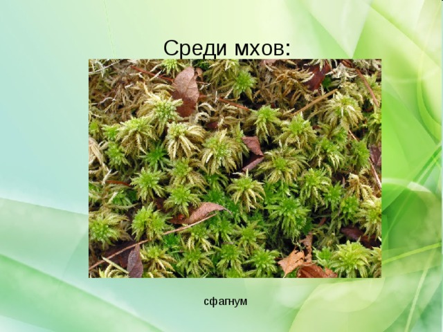 Среди мхов: 