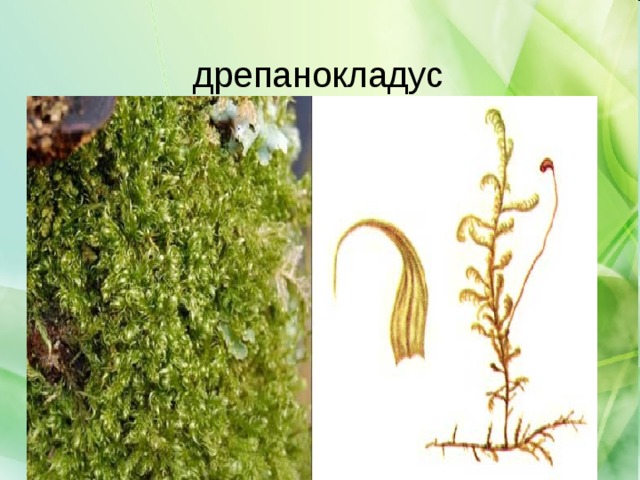 дрепанокладус 