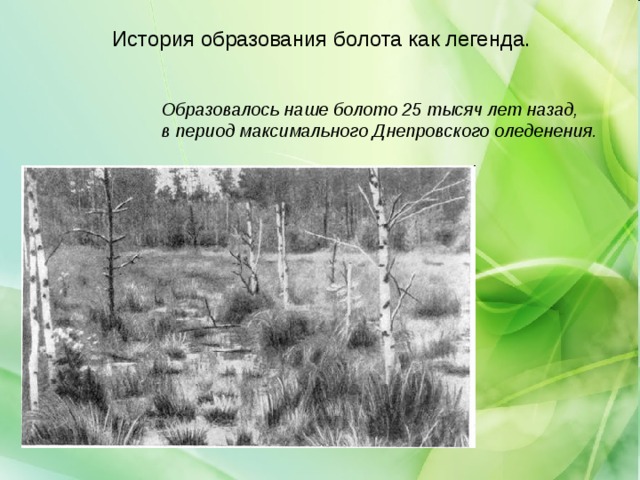 История образования болота как легенда. Образовалось наше болото 25 тысяч лет назад, в период максимального Днепровского оледенения. 
