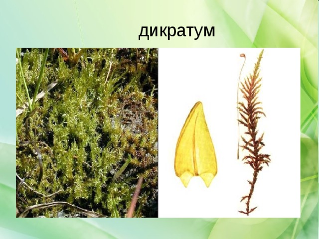 дикратум 