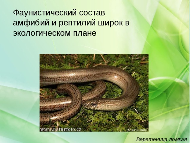 Фаунистический состав амфибий и рептилий широк в экологическом плане Веретеница ломкая 