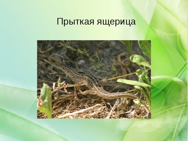 Прыткая ящерица 