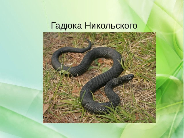 Гадюка Никольского 