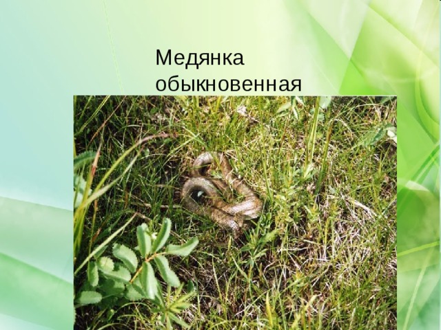 Медянка обыкновенная 