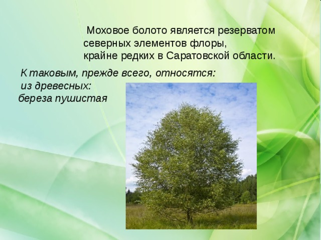  Моховое болото является резерватом северных элементов флоры, крайне редких в Саратовской области. К таковым, прежде всего, относятся:  из древесных: береза пушистая 