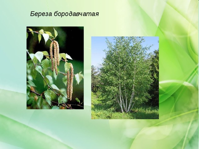Береза бородавчатая 