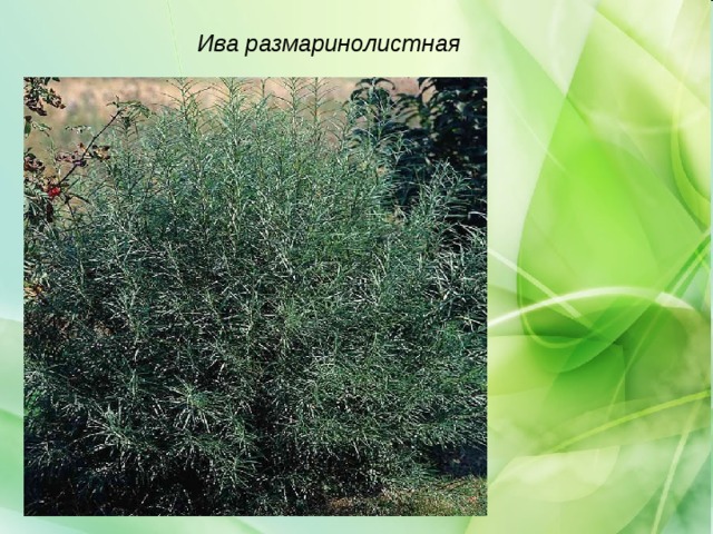Ива размаринолистная 