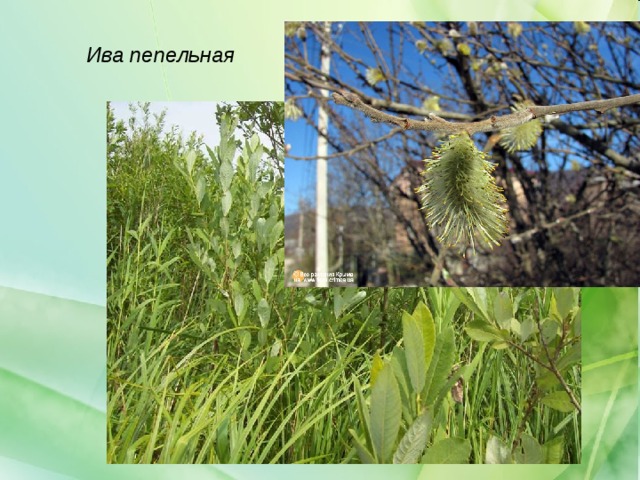 Ива пепельная 