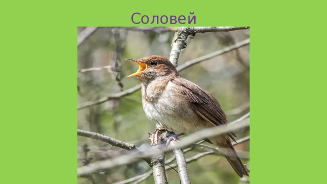 Соловей 
