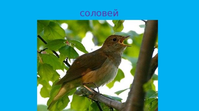 соловей 