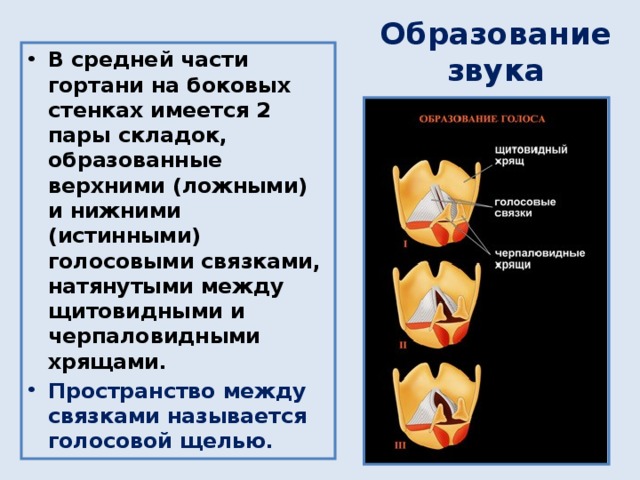 Образование звука В средней части гортани на боковых стенках имеется 2 пары складок, образованные верхними (ложными) и нижними (истинными) голосовыми связками, натянутыми между щитовидными и черпаловидными хрящами. Пространство между связками называется голосовой щелью. 