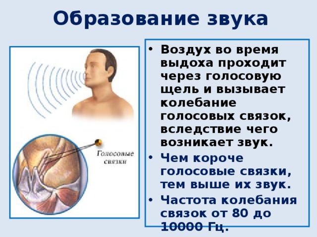 Образование звука Воздух во время выдоха проходит через голосовую щель и вызывает колебание голосовых связок, вследствие чего возникает звук. Чем короче голосовые связки, тем выше их звук. Частота колебания связок от 80 до 10000 Гц. 