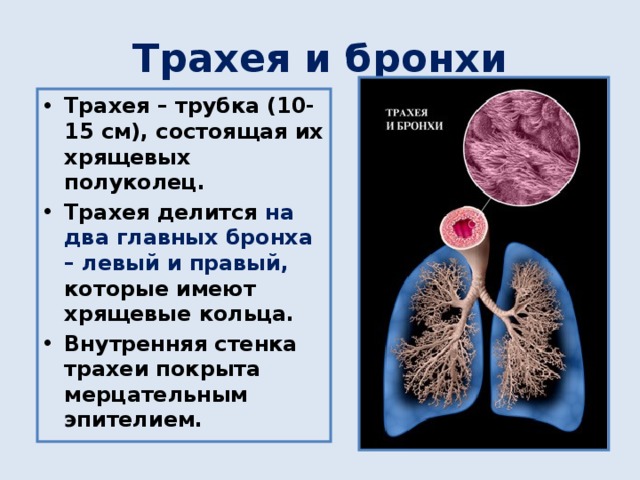 Трахея и бронхи Трахея – трубка (10-15 см), состоящая их хрящевых полуколец. Трахея делится на два главных бронха – левый и правый, которые имеют хрящевые кольца. Внутренняя стенка трахеи покрыта мерцательным эпителием. 