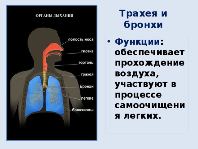 Трахея и бронхи Функции : обеспечивает прохождение воздуха, участвуют в процессе самоочищения легких. 