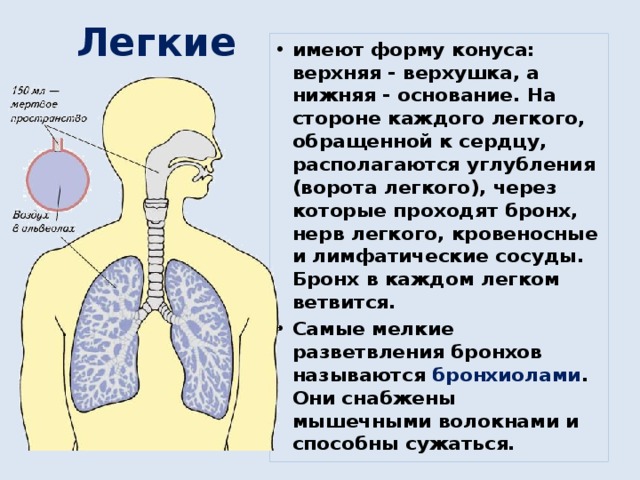 Легкие имеют форму конуса: верхняя - верхушка, а нижняя - основание. На стороне каждого легкого, обращенной к сердцу, располагаются углубления (ворота легкого), через которые проходят бронх, нерв легкого, кровеносные и лимфатические сосуды. Бронх в каждом легком ветвится. Самые мелкие разветвления бронхов называются бронхиолами . Они снабжены мышечными волокнами и способны сужаться. 