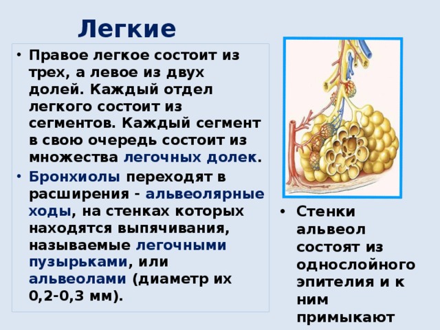 Легкие Правое легкое состоит из трех, а левое из двух долей. Каждый отдел легкого состоит из сегментов. Каждый сегмент в свою очередь состоит из множества легочных долек . Бронхиолы переходят в расширения - альвеолярные ходы , на стенках которых находятся выпячивания, называемые легочными пузырьками , или альвеолами (диаметр их 0,2-0,3 мм). Стенки альвеол состоят из однослойного эпителия и к ним примыкают капилляры. 