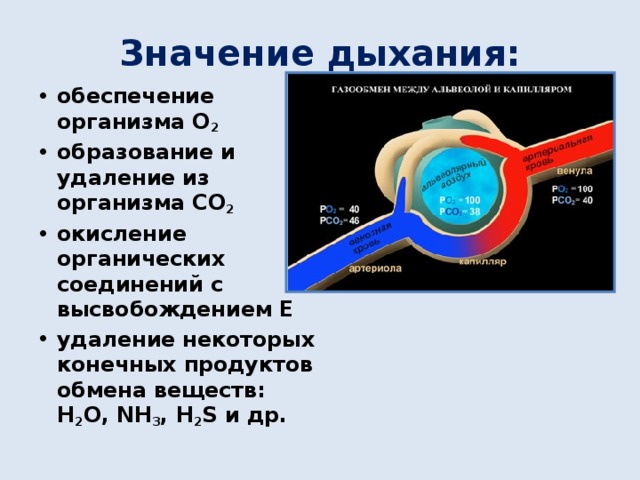 Значение дыхания: обеспечение организма О 2 образование и удаление из организма СО 2 окисление органических соединений с высвобождением Е удаление некоторых конечных продуктов обмена веществ: Н 2 О, NH 3 , H 2 S и др.  