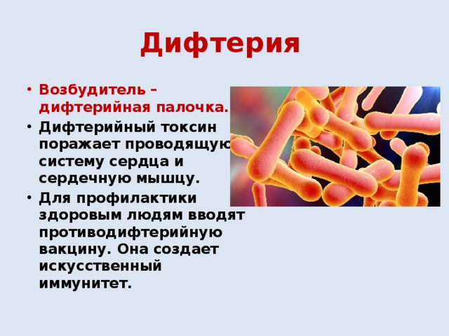 Дифтерия  Возбудитель – дифтерийная палочка. Дифтерийный токсин поражает проводящую систему сердца и сердечную мышцу. Для профилактики здоровым людям вводят противодифтерийную вакцину. Она создает искусственный иммунитет. 