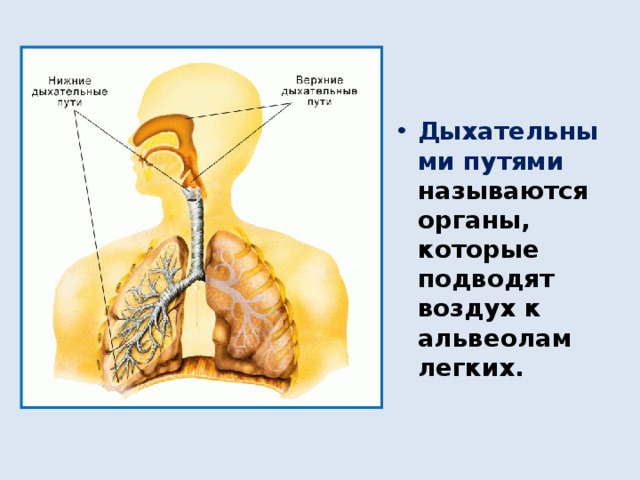 Дыхательными путями называются органы, которые подводят воздух к альвеолам легких. 